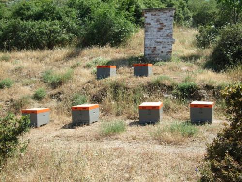 In Toroni sind noch sehr viele freiberufliche Imker mit ihren Bienenkästen unterwegs.