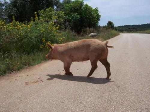 Vorsicht, Wildwechsel!