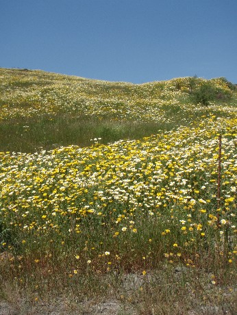 Lentas im Frühling II.