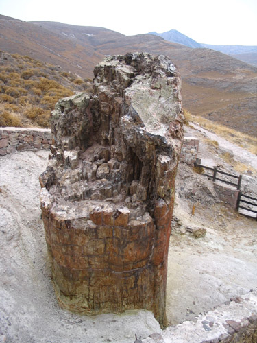 Einer der versteinerten Bäume des Stein-Waldes von Lesbos