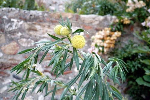 Klostergarten in Mistras