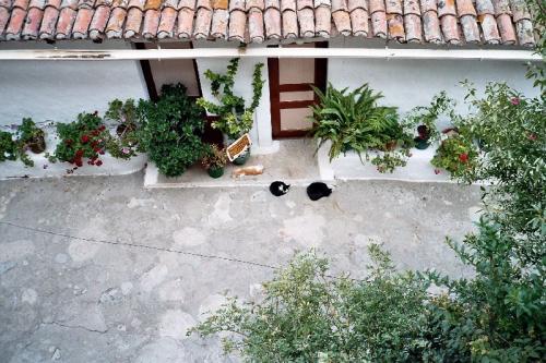 Katzen im Kloster - Mistras