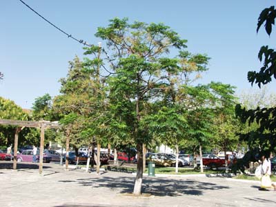 Mimosenbaum in Kalamata